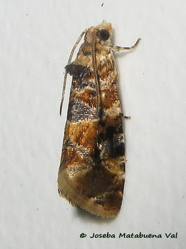 Lobesia (Lobesia) botrana - Tortricidae